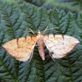 barred straw (Eulithis pyraliata) Kenneth Noble